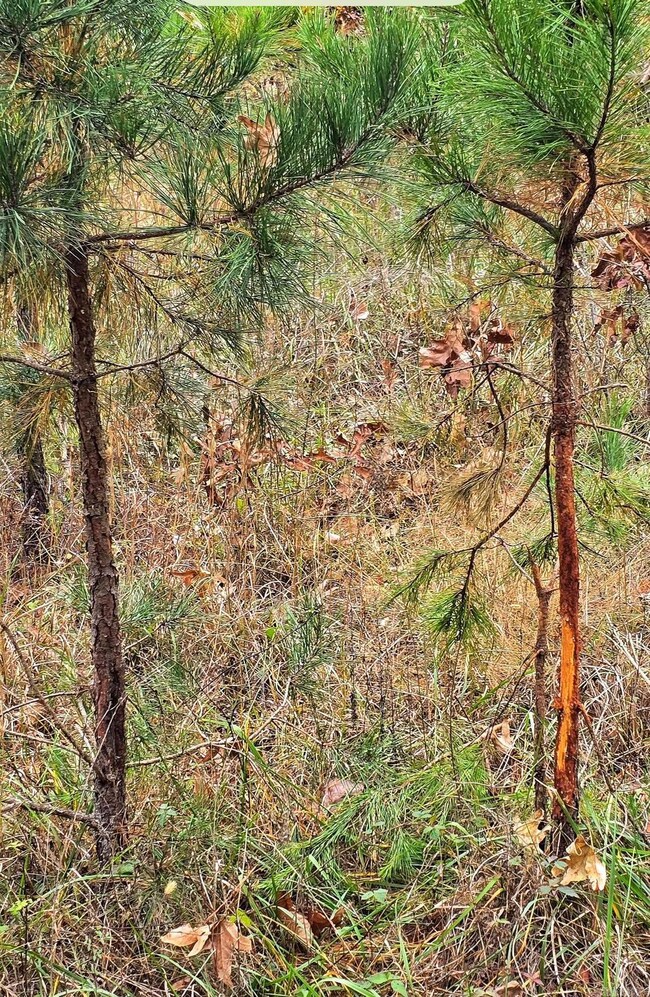 000 Elba Rd, Clinton, AR 72031 - photo 7