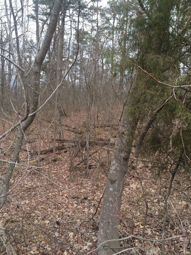 Bobcat Trail 04