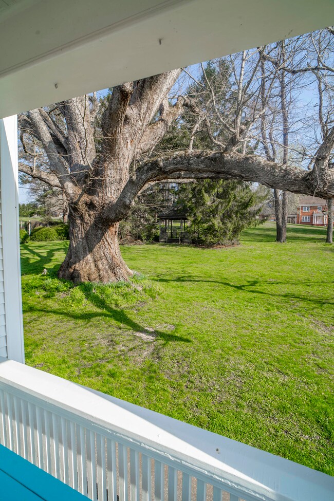 View Of Amazing Tree From Porch