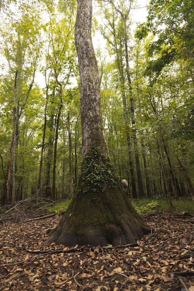 TBD Forrest Rd Fields, Malvern, AR 72104 - photo 3