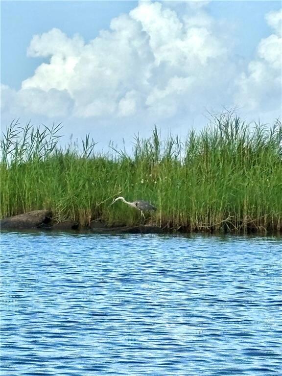 Bayou Lacombe Wildlife is in abundance all around