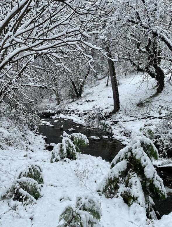 18488 Ponderosa Annex Rd, Sutter Creek, CA 95685 - photo 7