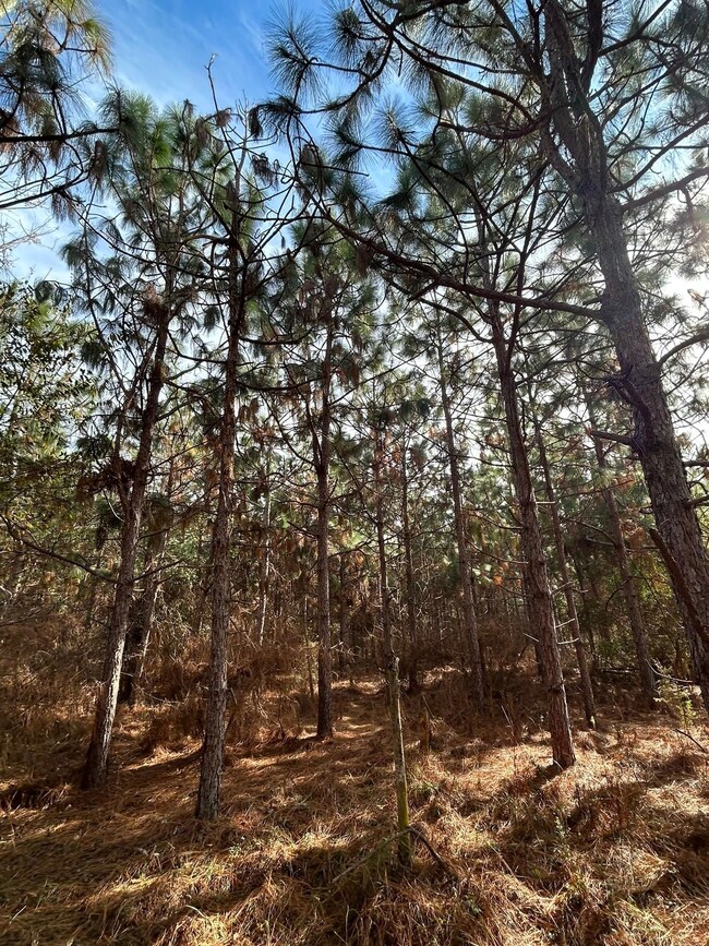 Shady Grove Rd, Luverne, AL 36049 - photo 5