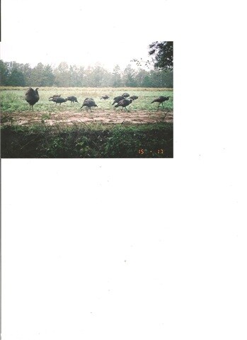 1277 Greene Road 707, Paragould, AR 72450 - photo 4