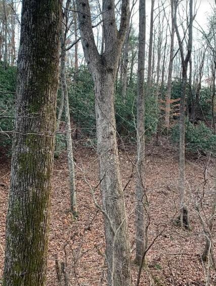 Mature White Oak Stand