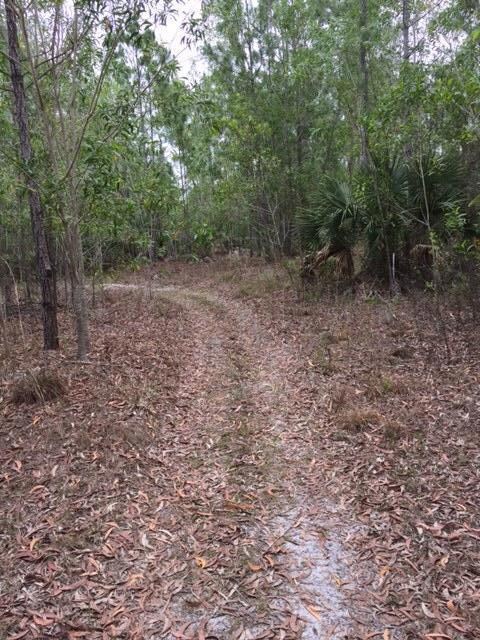 Trail