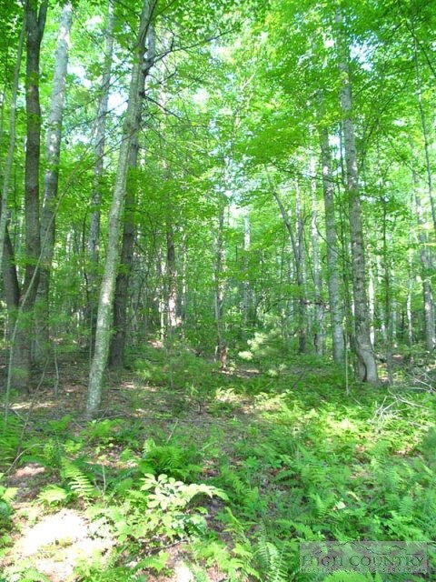 Heavily Wooded