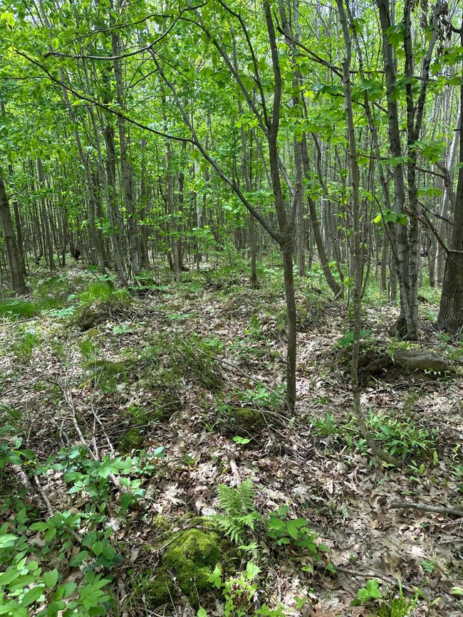 ON Forest Road 503, Phillips, WI 54555 - photo 2