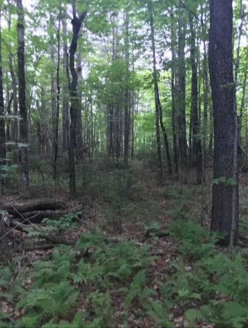 Lot 33 Butterfield Rd, New Sharon, ME 04955 - photo 4