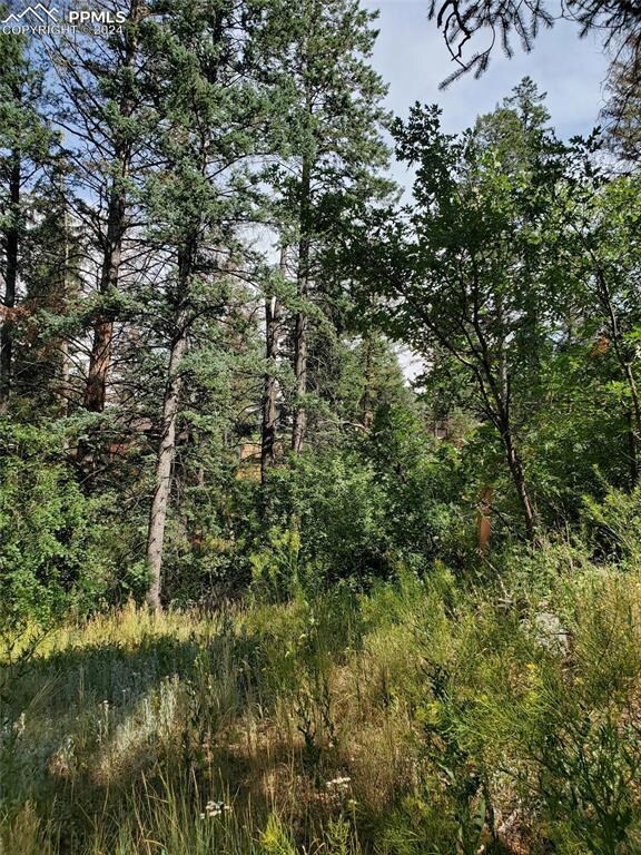 Native grass, wild flowers and majestic trees