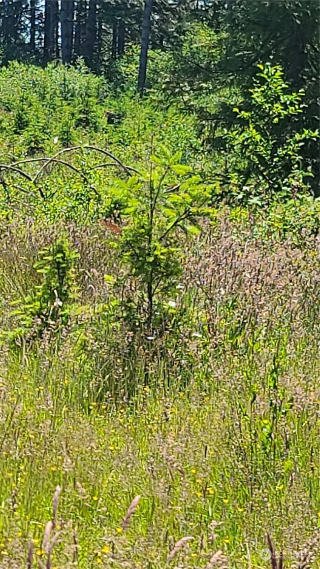 0 Logan Hill Rd unit NWM2254517, Chehalis, WA 98532 - photo 7