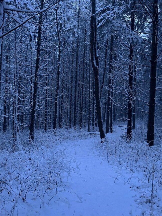 Winter Beauty