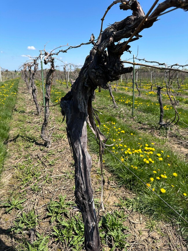 Vine_Close_0078