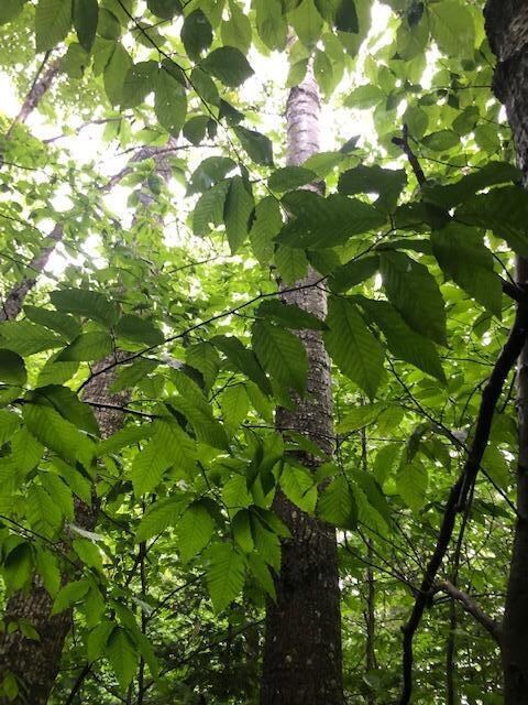 1.6 Ac Co Rd 407, Newberry, MI 49868