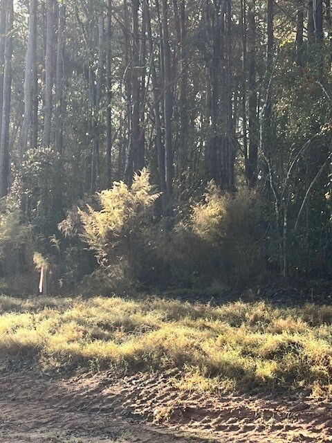 157 Rustic Ranch Dr, New Waverly, TX 77358 - photo 7