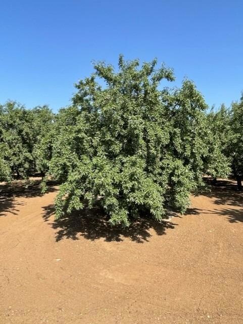 100-ac Draper Rd, Newman, CA 95360 - photo 7