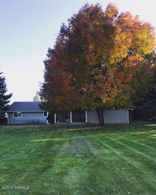 Back Yard With Tree