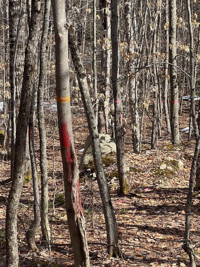 Stoneham - 1 (4)