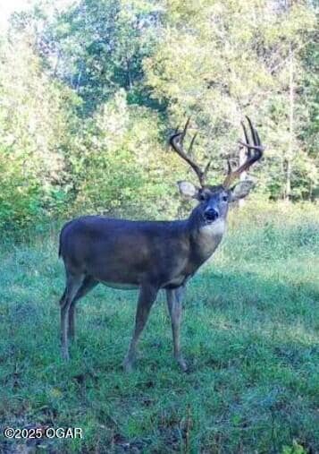 deer - state park