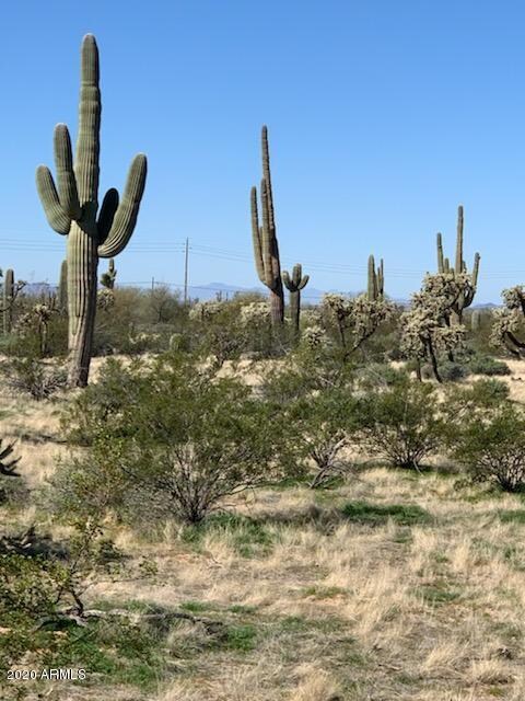 Beautiful Saguaro's