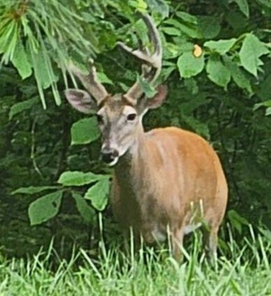 5 Cox Hollow Rd, Dover, TN 37058 - photo 4