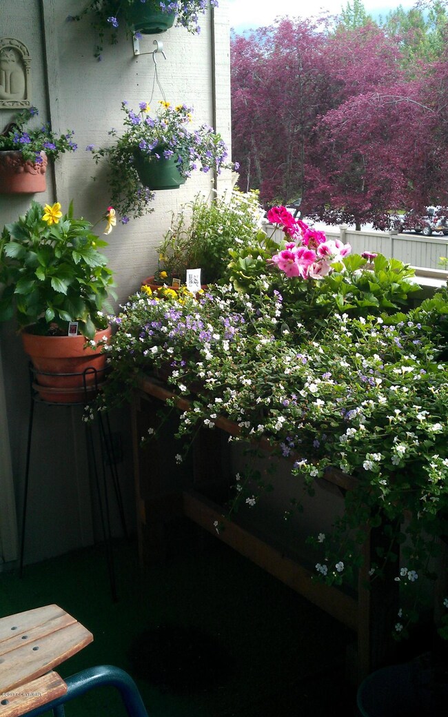 Deck flowers #1