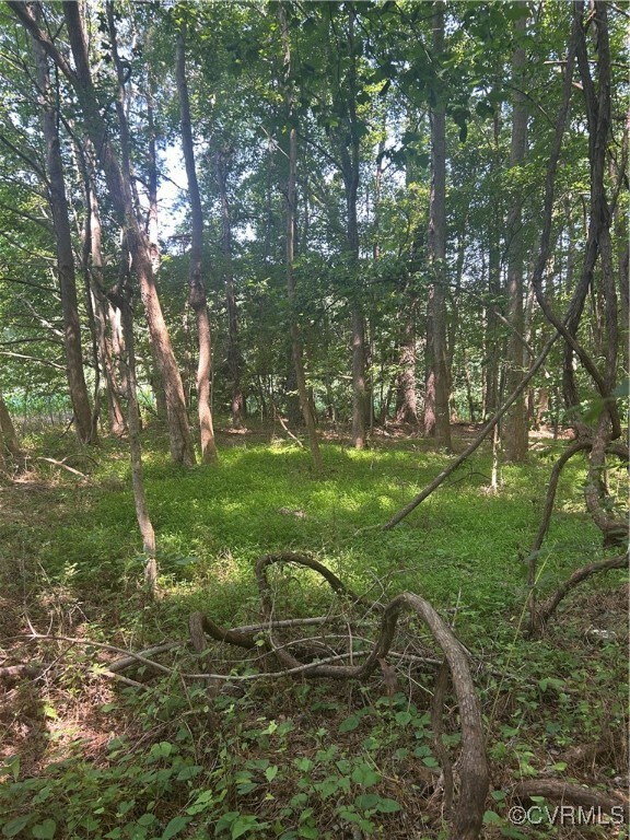 View of local wilderness