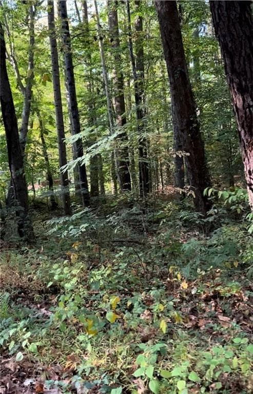 View of local wilderness