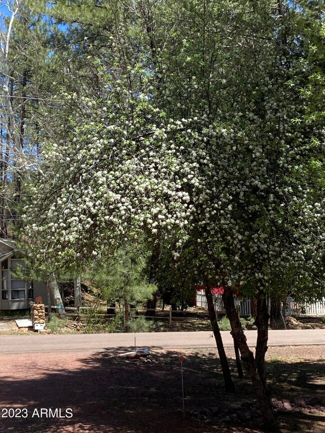 apple tree