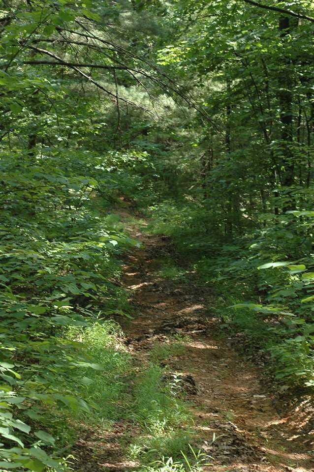 The forest is a desirable mixture of mature oaks, 