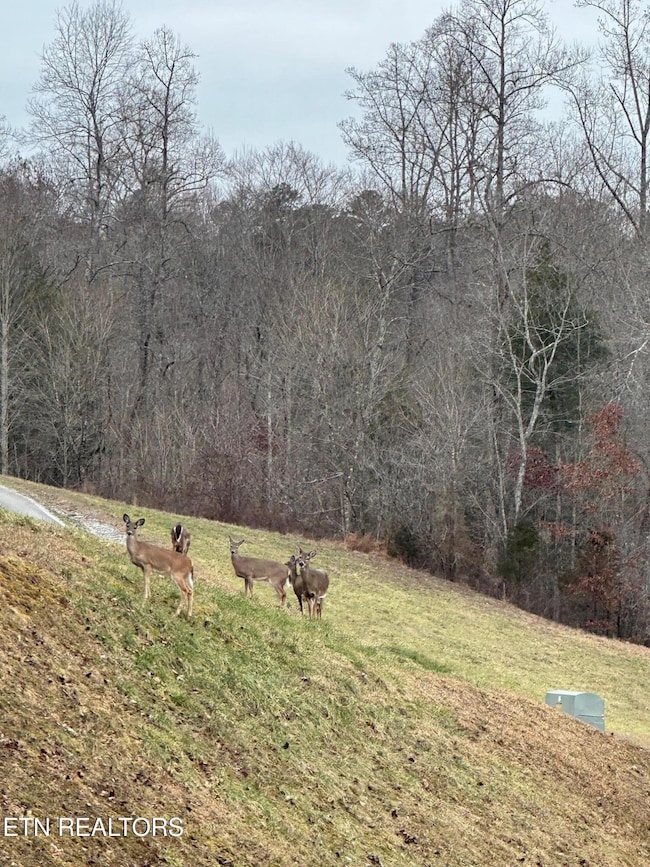 Deer