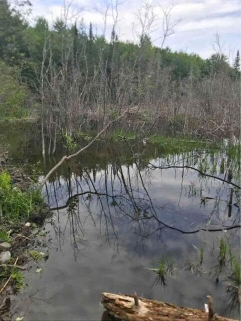 Lot 33 Butterfield Rd, New Sharon, ME 04955 - photo 6