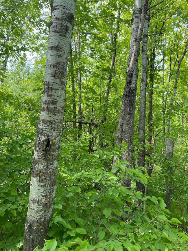 Heavily wooded 20 acre parcel