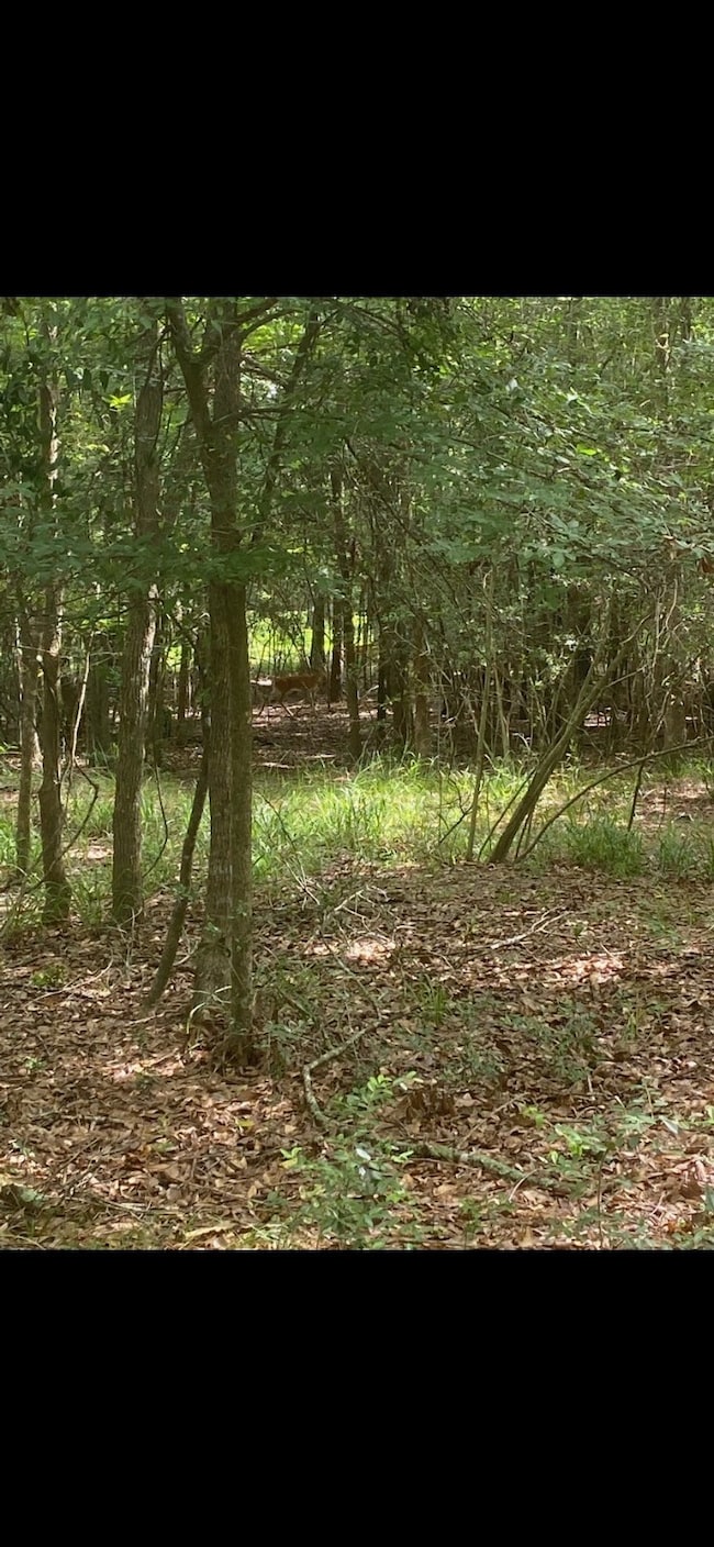 0 Sundew Ct unit 68744542, Magnolia, TX 77355 - photo 3