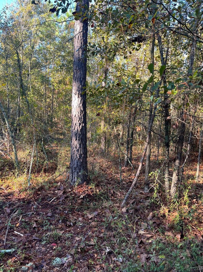 Bhl 1 Boise Cascade Rd, Bethune, SC 29009 - photo 6