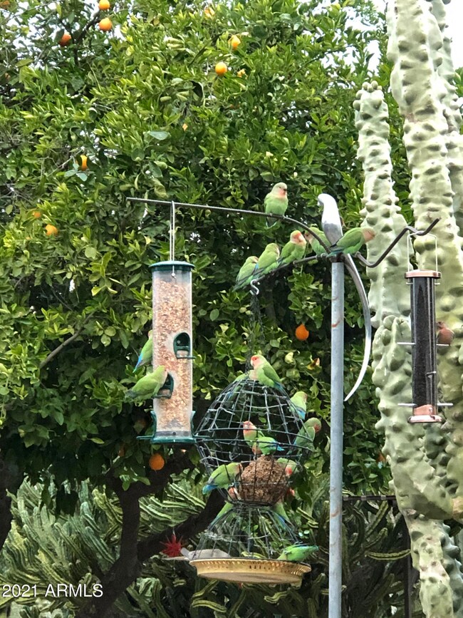 Backyard Paradise