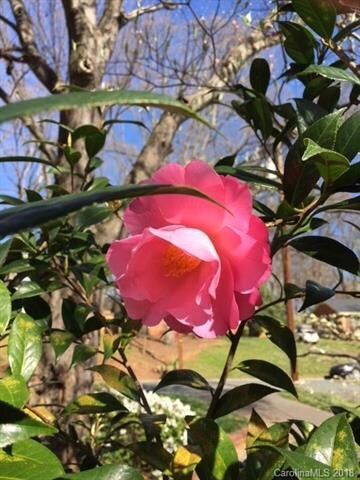 Camelias blossoming along with Azaleas.