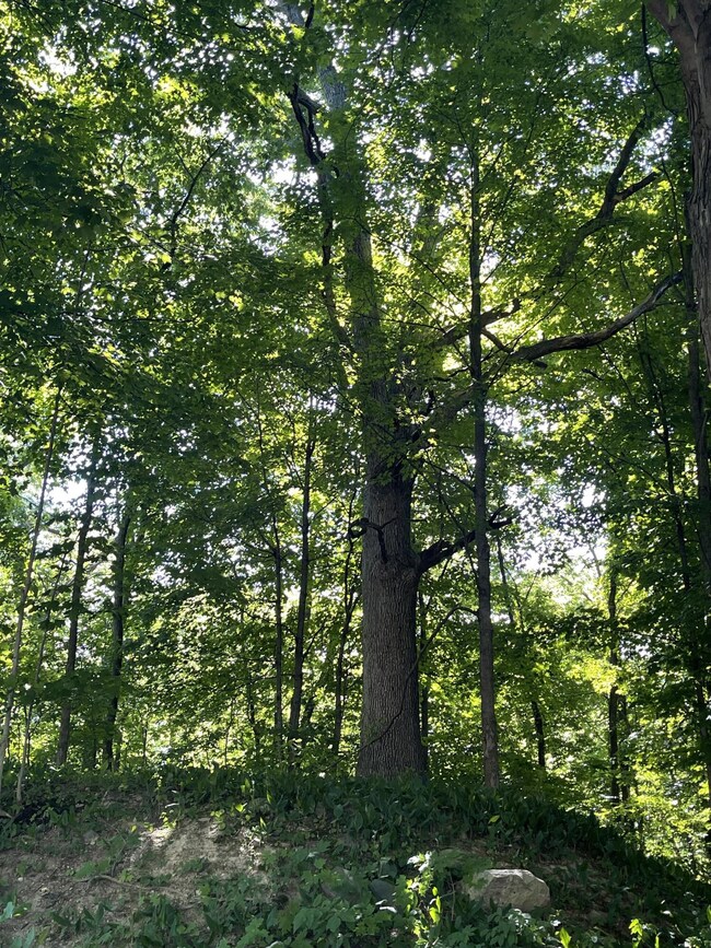 0 Hanover St St, Hubbardston, MI 48845 - photo 4