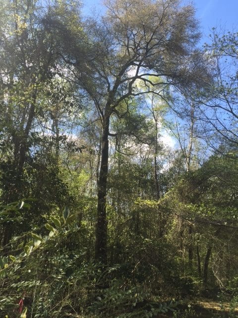 xxx Treche Dr, Crawfordville, FL 32327 - photo 2