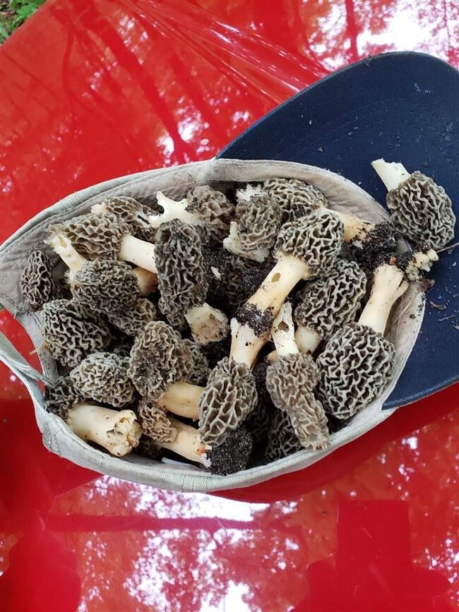 0 Huffman Lake Rd, Vanderbilt, MI 49795 - photo 6