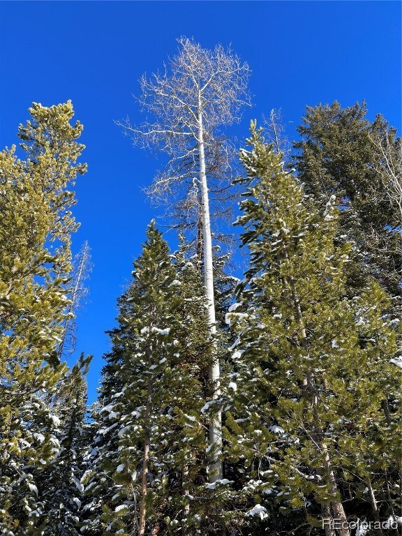 Mixed forest