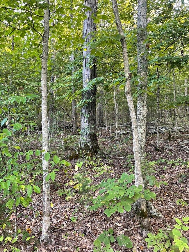 Tract 5 Cumberland Ridge Dr, Somerset, KY 42501 - photo 2