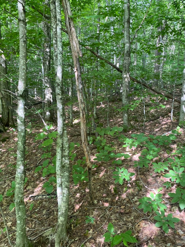 0 Maple St, Jay, VT 05859 - photo 2