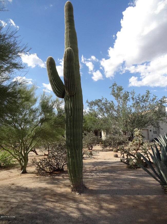 Saguaro