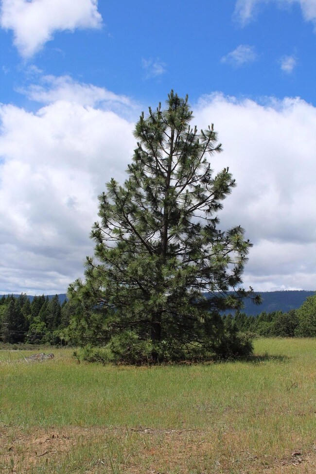 1816 Caves Hwy, Cave Junction, OR 97523 - photo 7