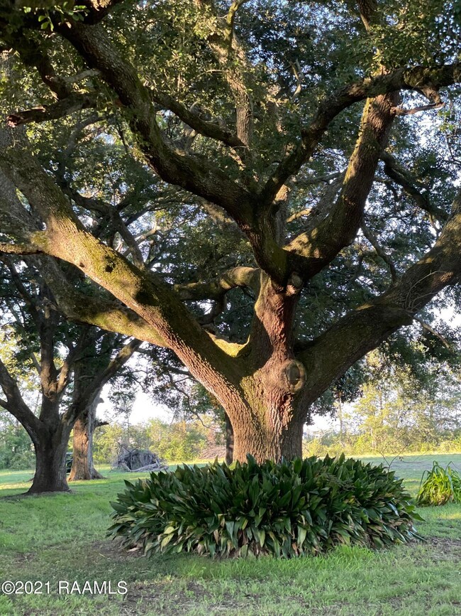 4620 Decon Rd, Youngsville, LA 70592 - photo 6