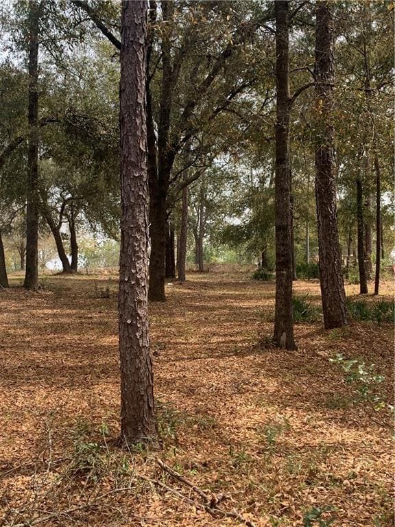 View of local wilderness