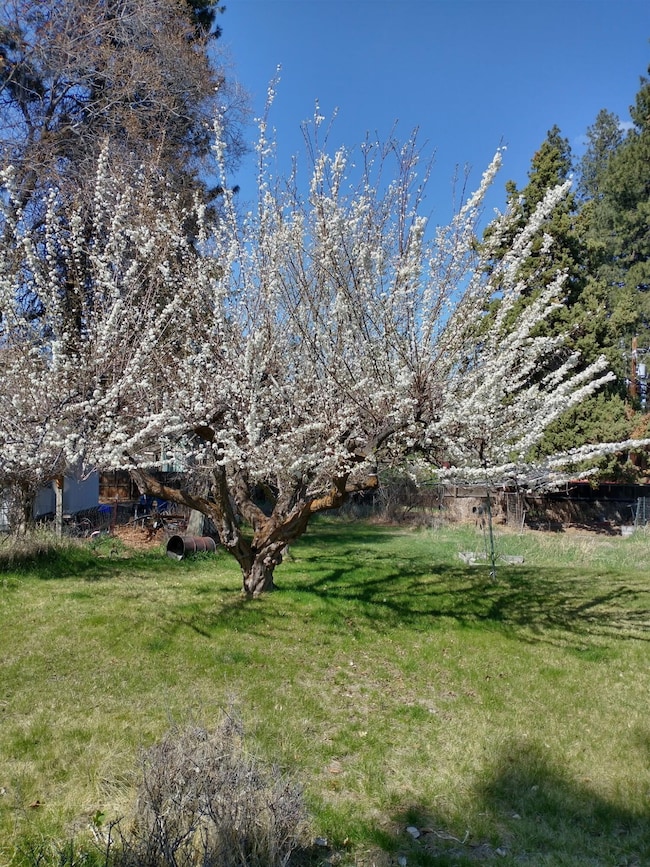 Plum Tree in Bloom!