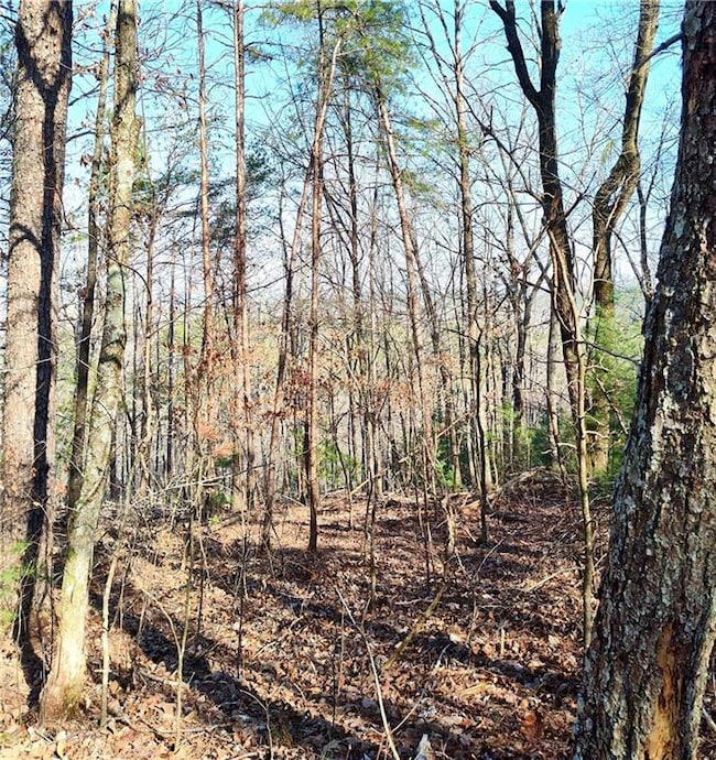 View of local wilderness