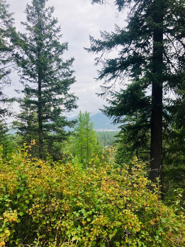 View of tree filled area